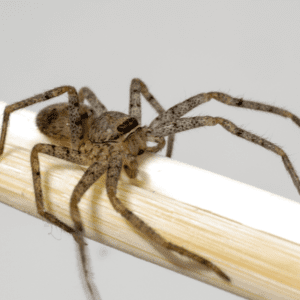 Brown Recluse Spider