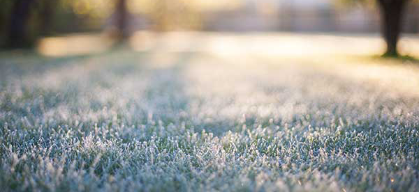 Frost on grass