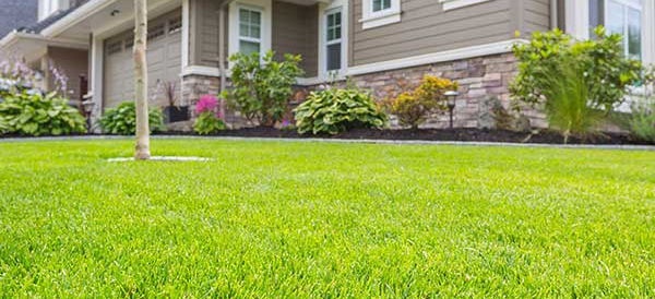 Green Lawn
