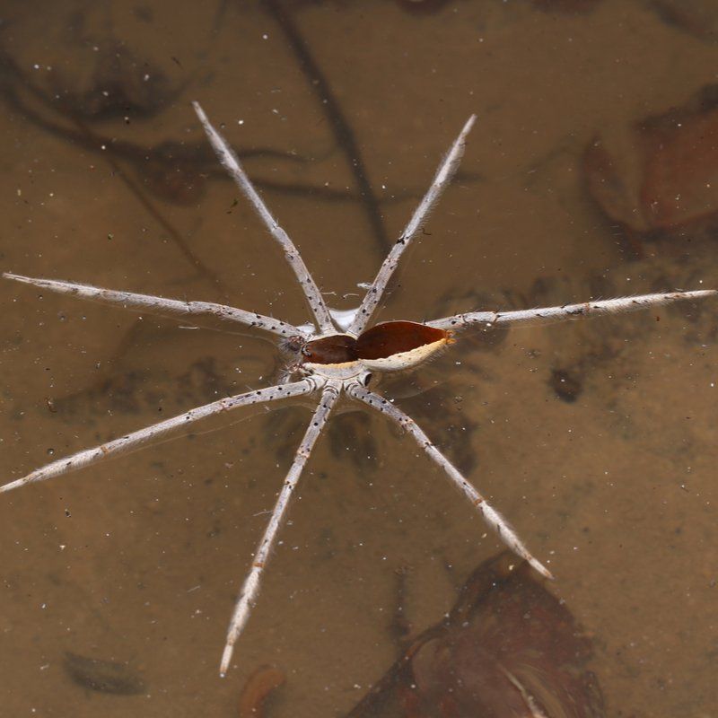 Fishing Spider