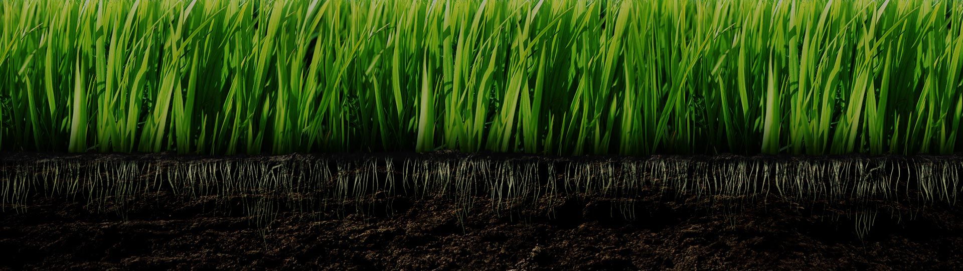 Lawn Thatch Layer