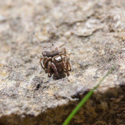 Jumping Spider