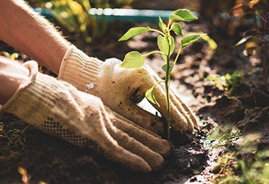 Little Sprout Plant in the Soil Ground — Washington, NC — Attorney Keith D. Hackney