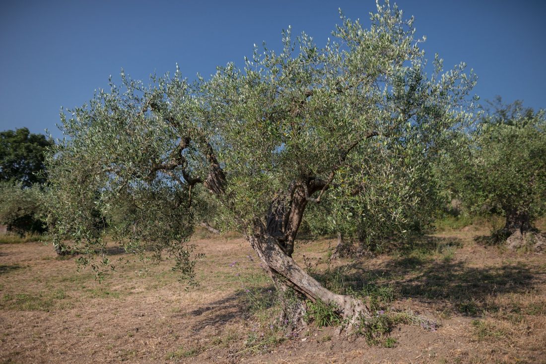 giardino