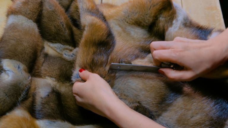 Mani che pettinano un manto di pelliccia marrone con un pettine a denti fitti, mostrando da vicino la toelettatura.