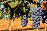 Limousine Wine Tours
