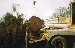 tree removal services tree removal services