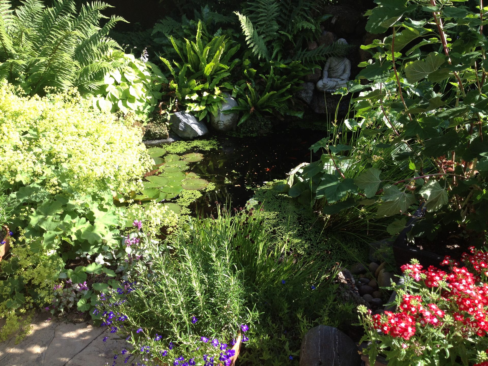 plants