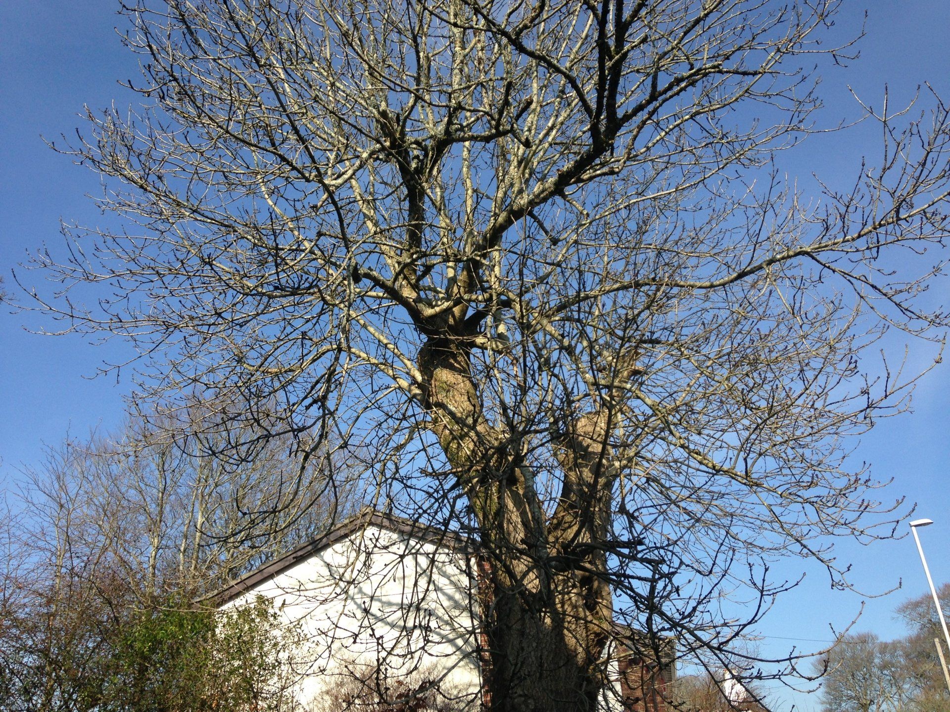 tree