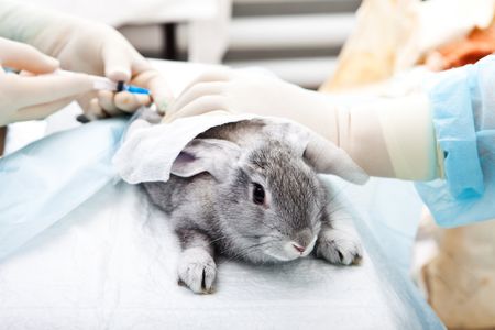 ambulatorio veterinario, assistenza veterinaria, servizi veterinari