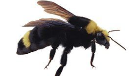 Bumble Bees — Novelty, OH — Patton Pest Control Bumble Bees — Novelty, OH — Patton Pest Control