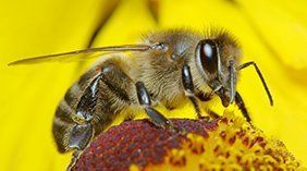 Honey Bees — Novelty, OH — Patton Pest Control Honey Bees — Novelty, OH — Patton Pest Control