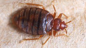 Bed Bug — Novelty, OH — Patton Pest Control Bed Bug — Novelty, OH — Patton Pest Control