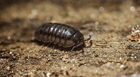 Pillbugs — Novelty, OH — Patton Pest Control Pillbugs — Novelty, OH — Patton Pest Control
