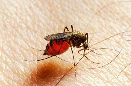 Mosquitoes — Novelty, OH — Patton Pest Control Mosquitoes — Novelty, OH — Patton Pest Control