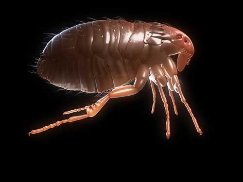 Flea — Novelty, OH — Patton Pest Control Flea — Novelty, OH — Patton Pest Control