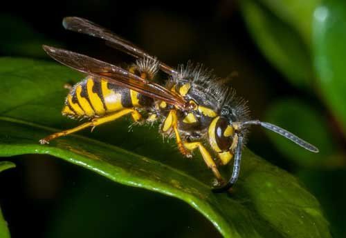 Yellowjackets — Novelty, OH — Patton Pest Control Yellowjackets — Novelty, OH — Patton Pest Control