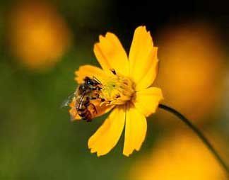 Africanized Bees — Novelty, OH — Patton Pest Control Africanized Bees — Novelty, OH — Patton Pest Control