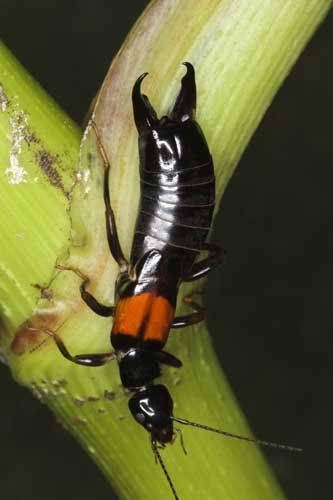 Earwigs — Novelty, OH — Patton Pest Control