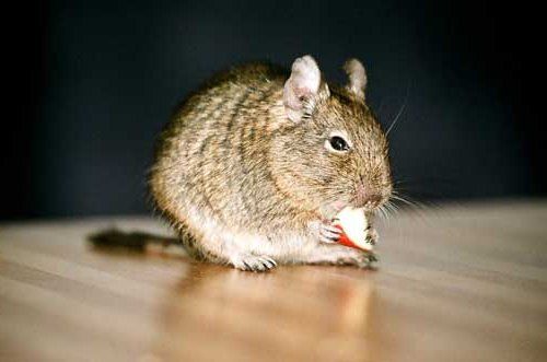 House Mice — Novelty, OH — Patton Pest Control House Mice — Novelty, OH — Patton Pest Control