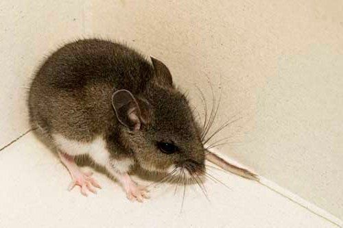 Deer Mice — Novelty, OH — Patton Pest Control Deer Mice — Novelty, OH — Patton Pest Control