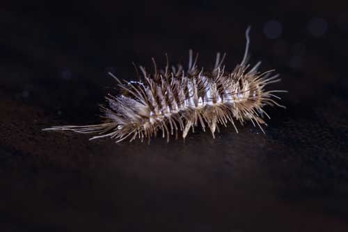 Varied Carpet Beetle — Novelty, OH — Patton Pest Control Varied Carpet Beetle — Novelty, OH — Patton Pest Control