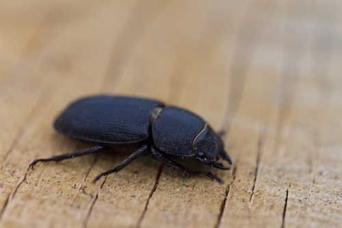 Powderpost Beetle — Novelty, OH — Patton Pest Control Powderpost Beetle — Novelty, OH — Patton Pest Control