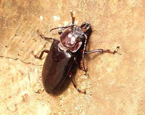 Merchant Grain Beetle — Novelty, OH — Patton Pest Control Merchant Grain Beetle — Novelty, OH — Patton Pest Control