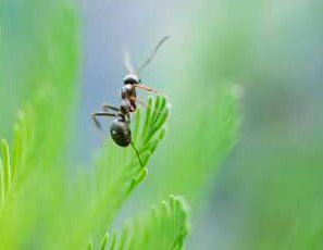 Argentine Ant — Novelty, OH — Patton Pest Control Argentine Ant — Novelty, OH — Patton Pest Control