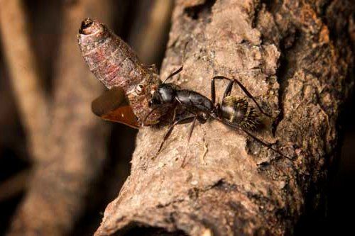 Carpenter Ants — Novelty, OH — Patton Pest Control Carpenter Ants — Novelty, OH — Patton Pest Control