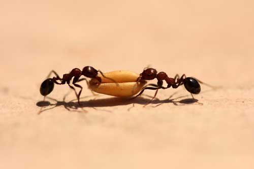 Pavement Ants — Novelty, OH — Patton Pest Control Pavement Ants — Novelty, OH — Patton Pest Control