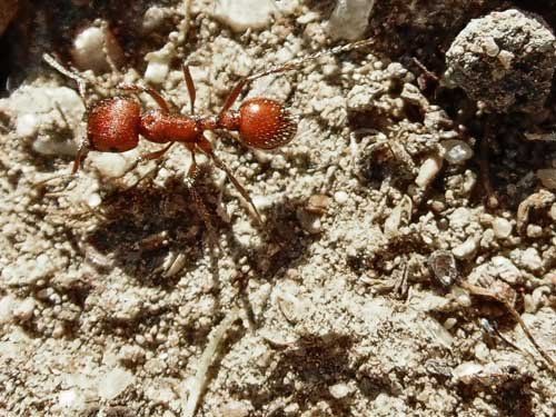 Red Imported Fire Ants — Novelty, OH — Patton Pest Control Red Imported Fire Ants — Novelty, OH — Patton Pest Control
