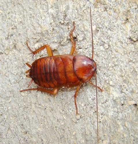 American Cockroaches — Novelty, OH — Patton Pest Control American Cockroaches — Novelty, OH — Patton Pest Control