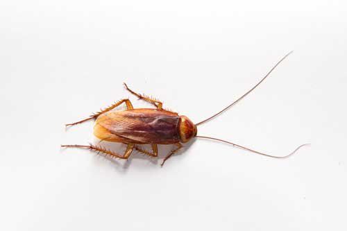 Brownbanded Cockroaches — Novelty, OH — Patton Pest Control Brownbanded Cockroaches — Novelty, OH — Patton Pest Control