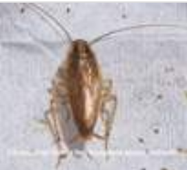 Oriental Cockroaches — Novelty, OH — Patton Pest Control
