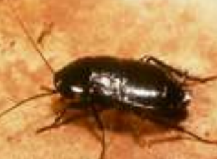 Oriental Cockroaches — Novelty, OH — Patton Pest Control