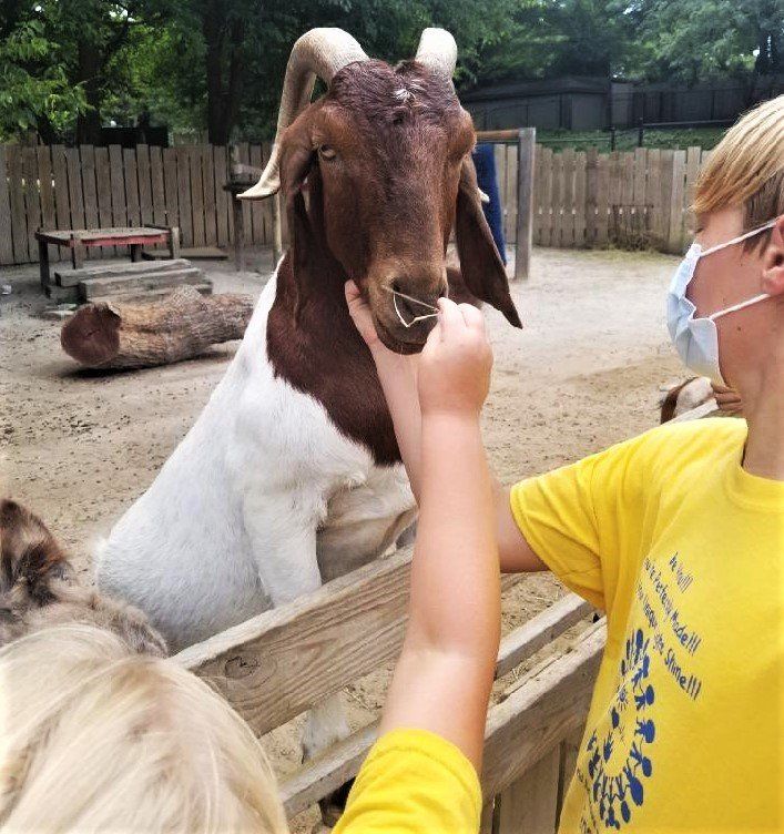 Boy in mask pets a large brown and white goat at a zoo.