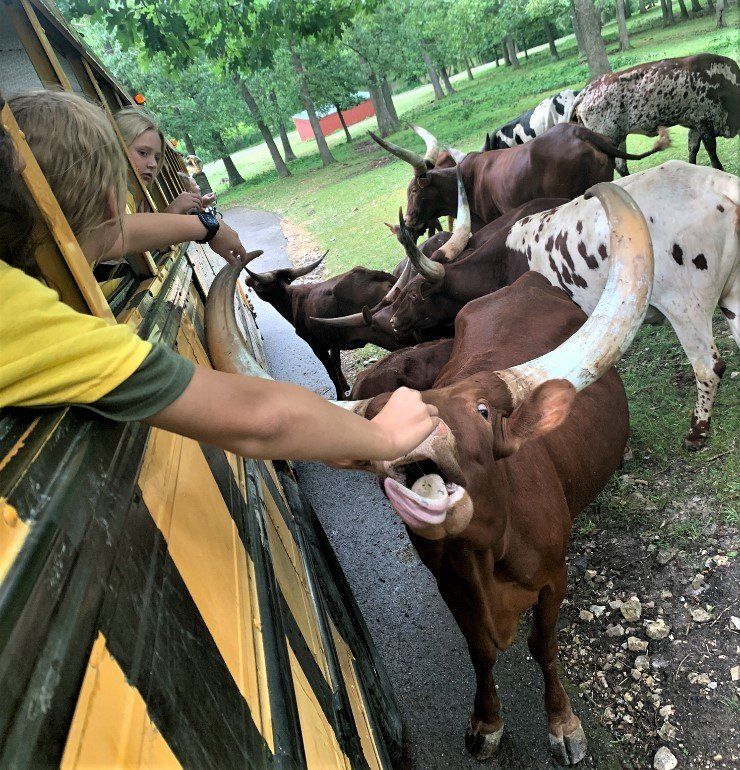 Children on a bus feed brown, horned cattle. A brown cow opens its mouth to eat, with a park setting behind.
