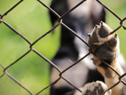 Dog Fence Installation — Neptune City, NJ — JV Fences LLC