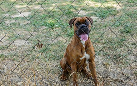 Pet Fences — Neptune City, NJ — JV Fences LLC