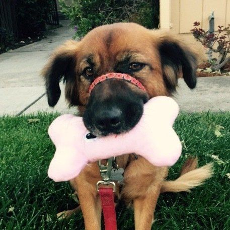 BRANDI - Security Guard & Mascot - Robert Martinelli Tax Planning