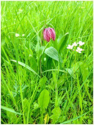 Auf einem Feld wächst im Gras eine rosa Blume.