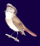 Ein Vogel mit einem Hut auf dem Kopf sitzt auf einem Ast.