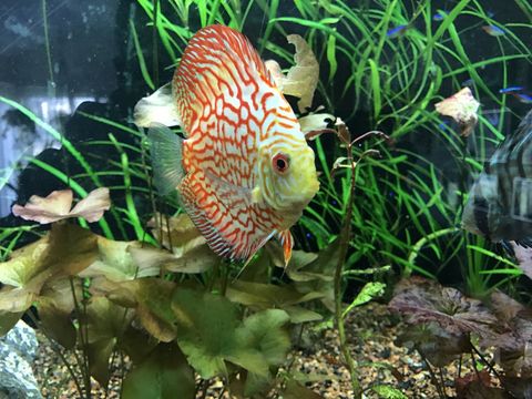 red with black spots fish