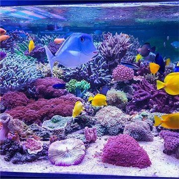 aquarium design