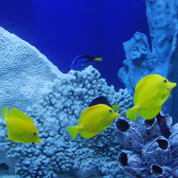 A group of yellow fish are swimming around a coral reef