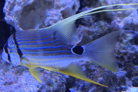 spot fish