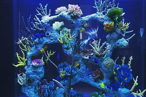 2 clown fish