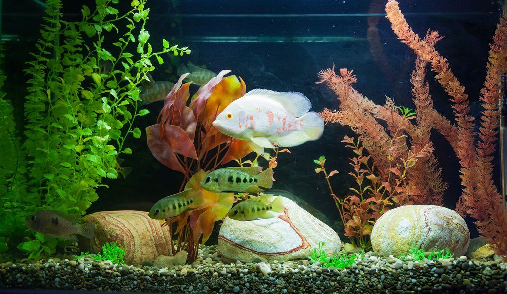 FRESHWATER AQUARIUM