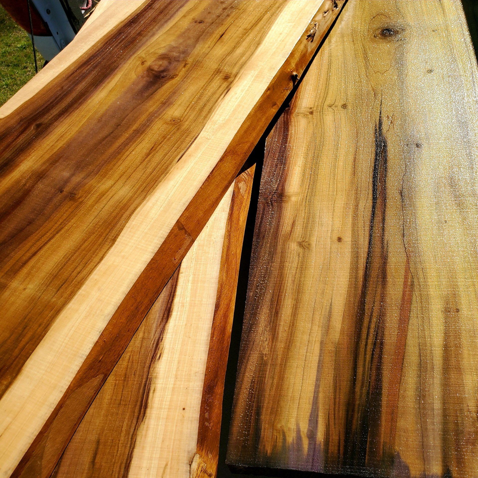 Rainbow Poplar